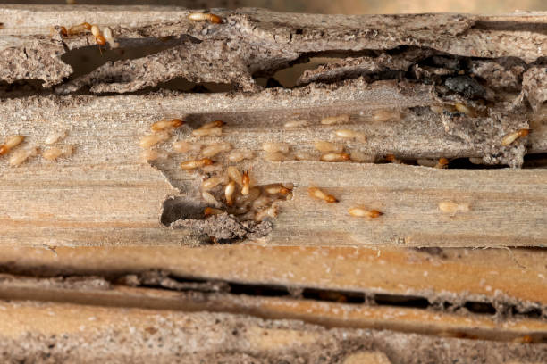 Best Ant Control Services  in New Richmond, OH