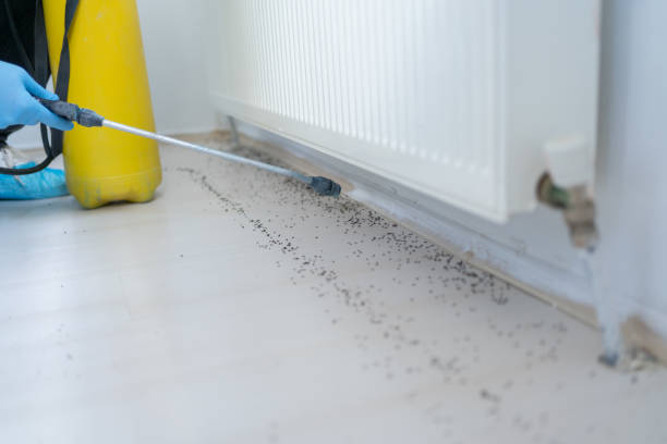 Wasp Removal Services in New Richmond, OH